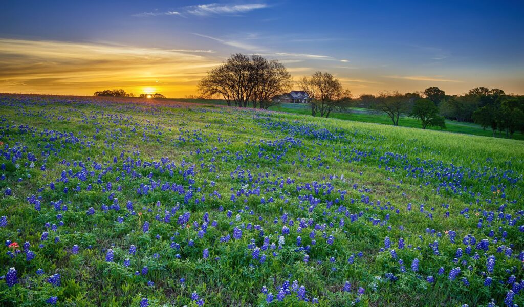 Bluebonnet field at sunrise with distant trees
